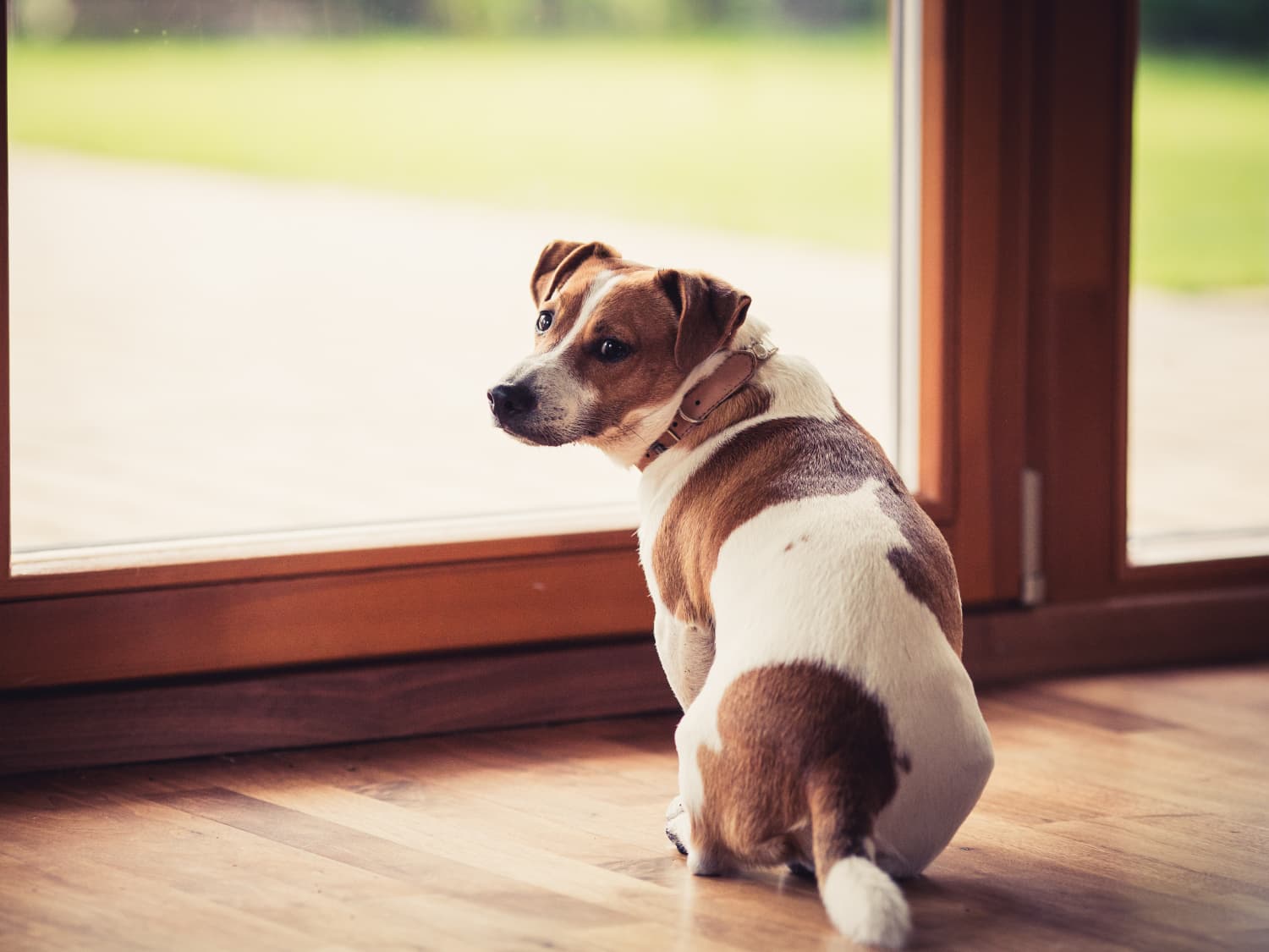 Apartment dog door shop